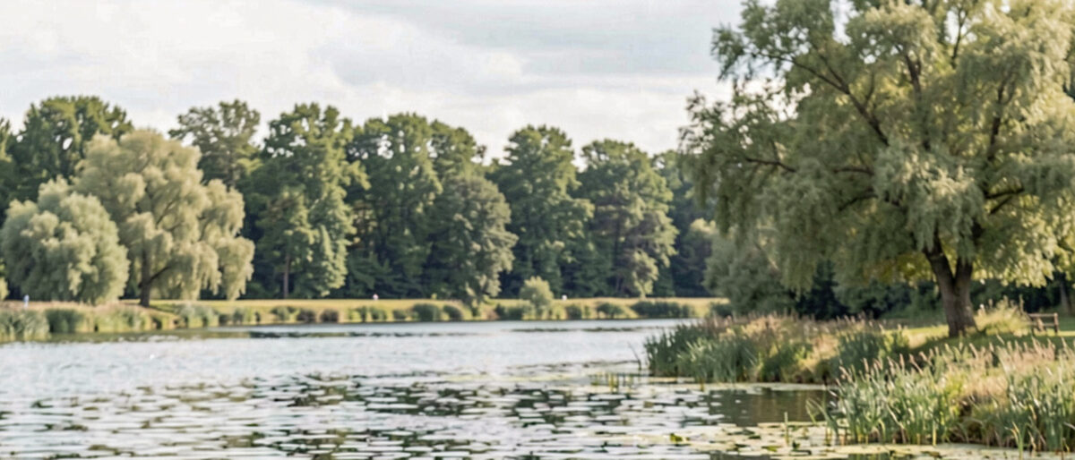 Plan d'eau vu en largeur depuis la berge, nappes de nénuphars sur la rive gauche, grand saule et roseaux secs à droite, rideau d'arbres sur l'horizon et casquette d'un pêcheur au premier plan.